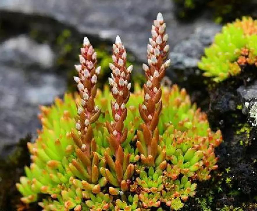 多肉植物科普讲解,林草科普活动方案