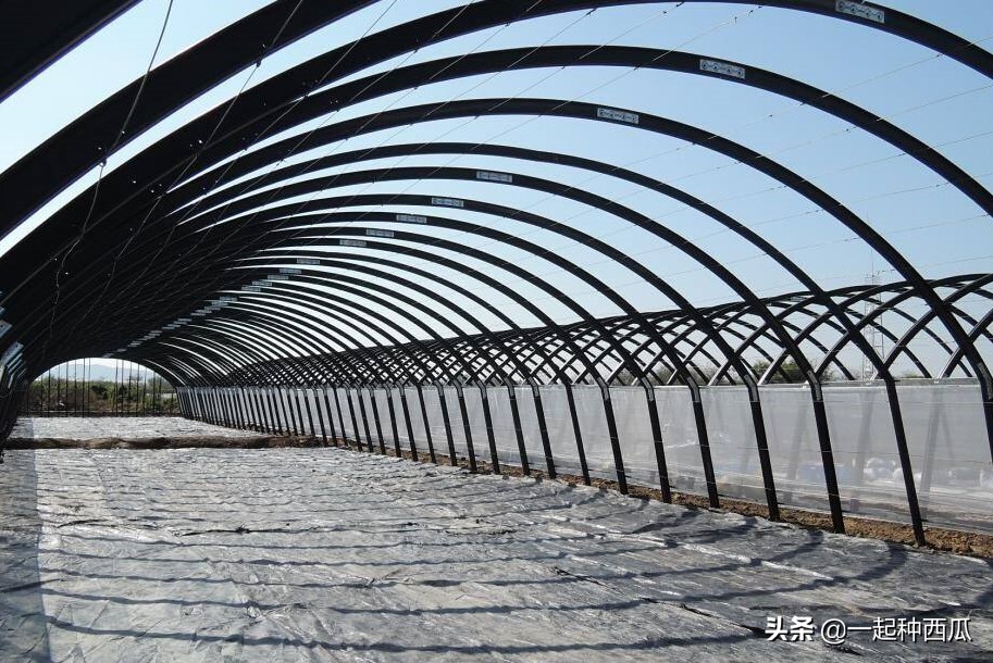 西瓜僵苗可以用赤霉酸吗,阳台西瓜苗僵苗解决办法