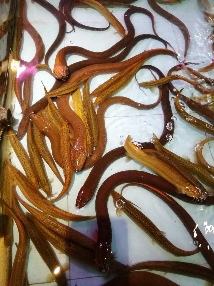 洞口城南农贸市场,洞口高沙农贸市场