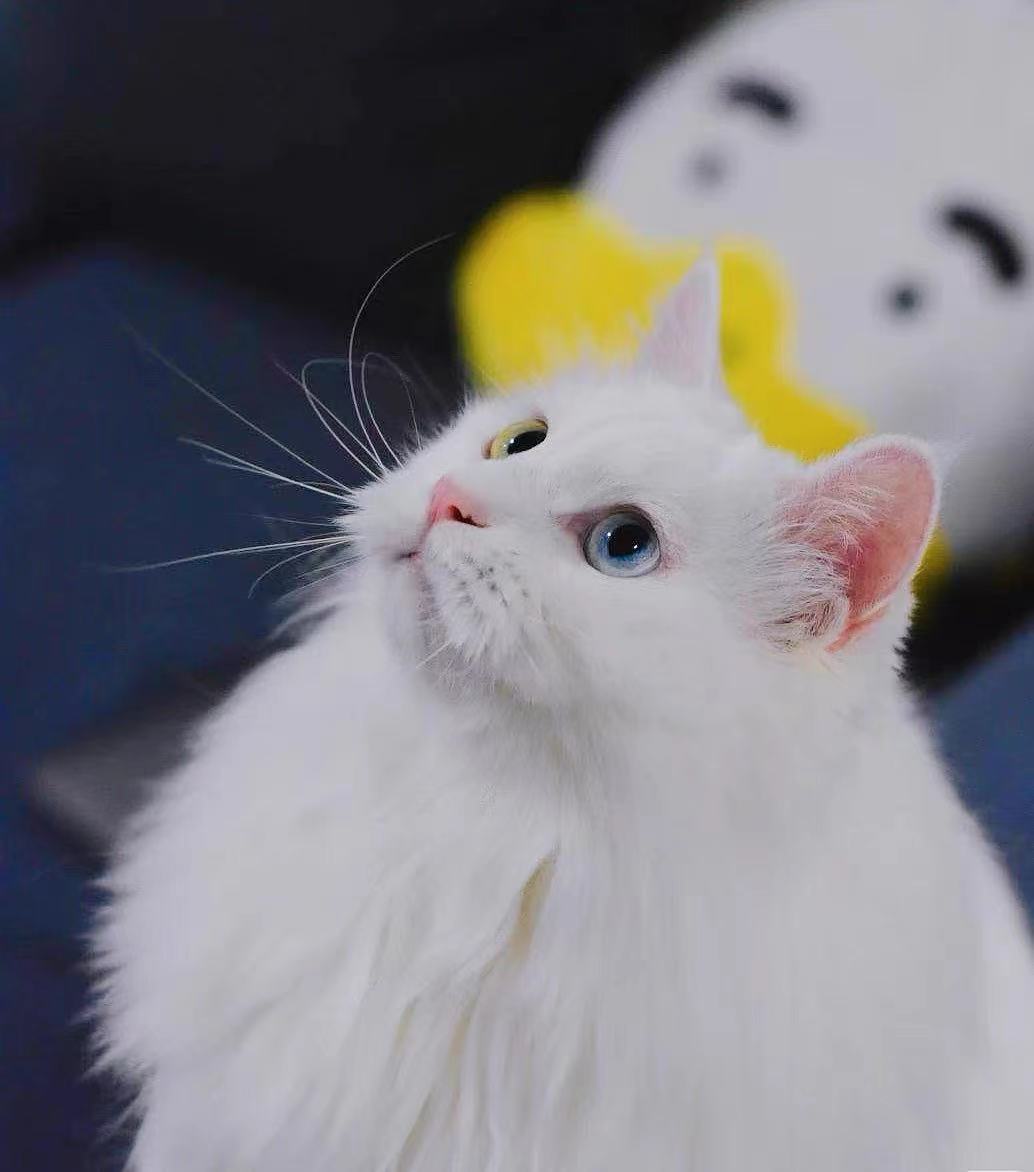 中华田园狮子猫多少钱一只,中华田园猫狮子猫蓝色眼睛