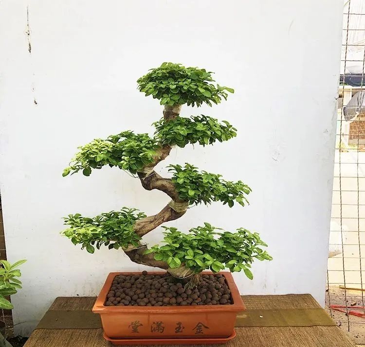 细叶榕树和小叶榕树图片对比,枝繁叶茂榕树图片