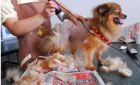 宠物自己在家剪毛需要什么工具,怎么给宠物剪毛教程