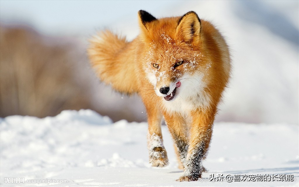 狐狸的外貌和特征,狐狸特征介绍