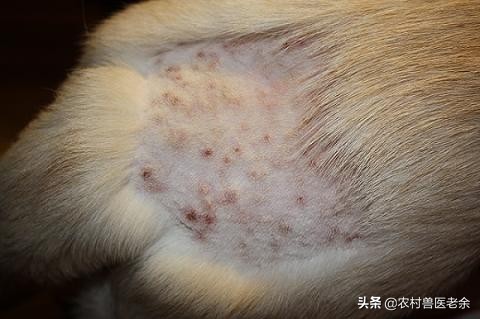 猫狗常见的疾病和原因,宠物皮肤病诊断