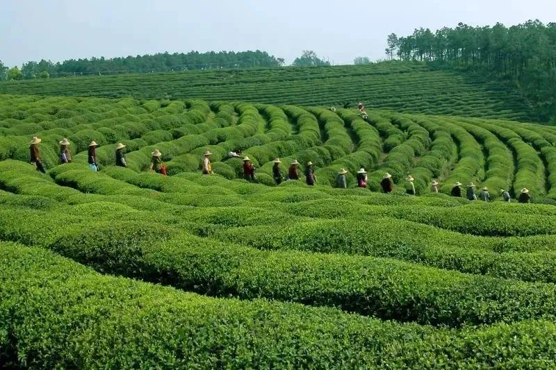 同心奔小康·柞水行|“山茶娃”凝聚浓浓“山海情”