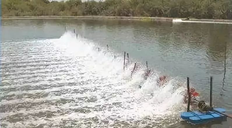 养虾的分享,养虾牛人对虾养殖技术视频