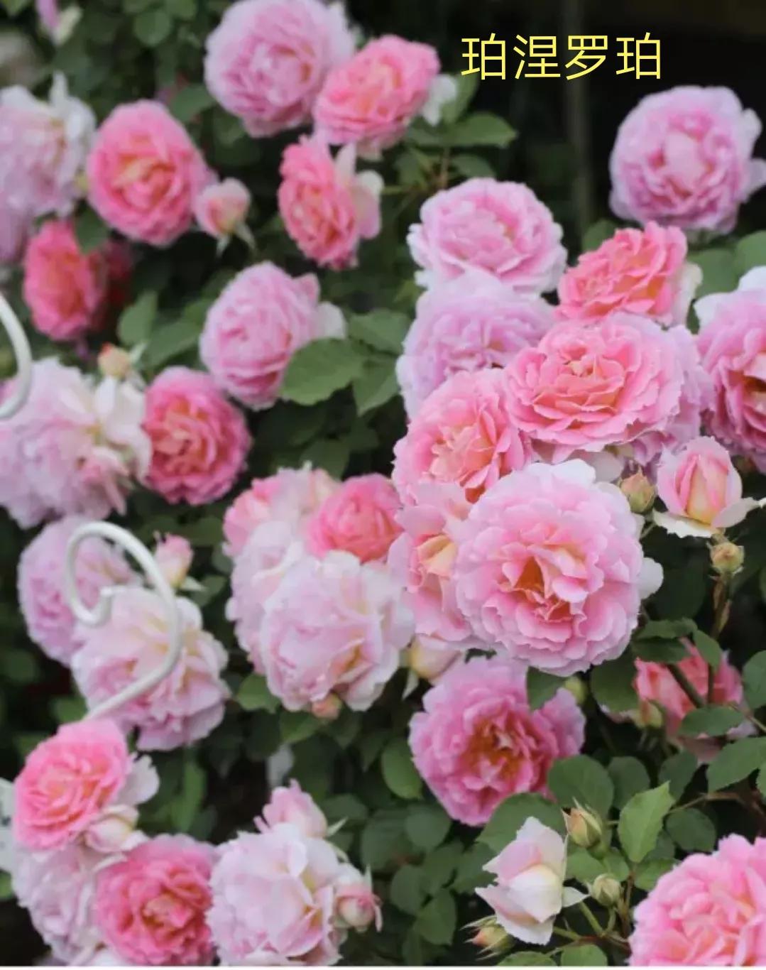 2020年木村卓功月季新品,木村卓功的月季都比较耐阴吗