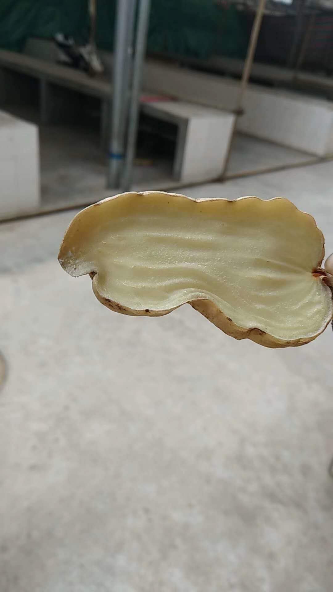 无硫天麻加工方法,野生干天麻的制作方法