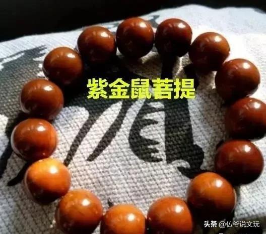 星月金刚凤眼的区别,星月菩提凤眼菩提金刚菩提怎么选