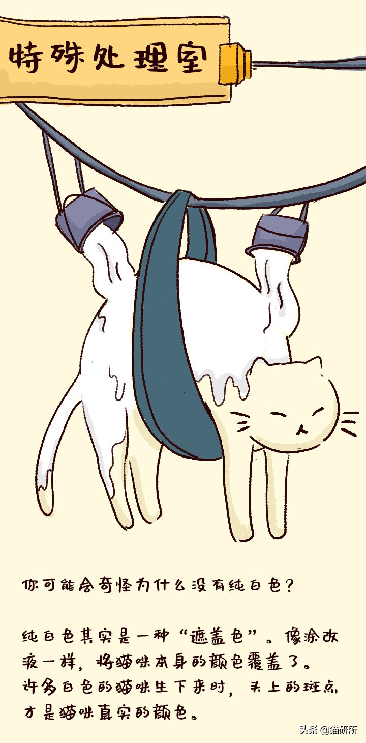 什么颜色的猫咪最好看,猫咪的花纹有哪些