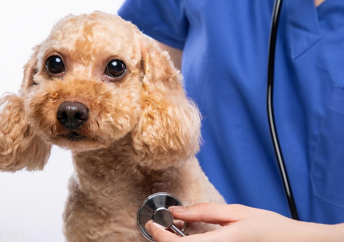 天冷了，饲养泰迪犬，主人要做好这几点