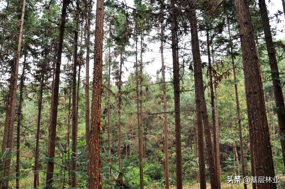 杉木林怎么利用更有价值,10年杉木林价格表