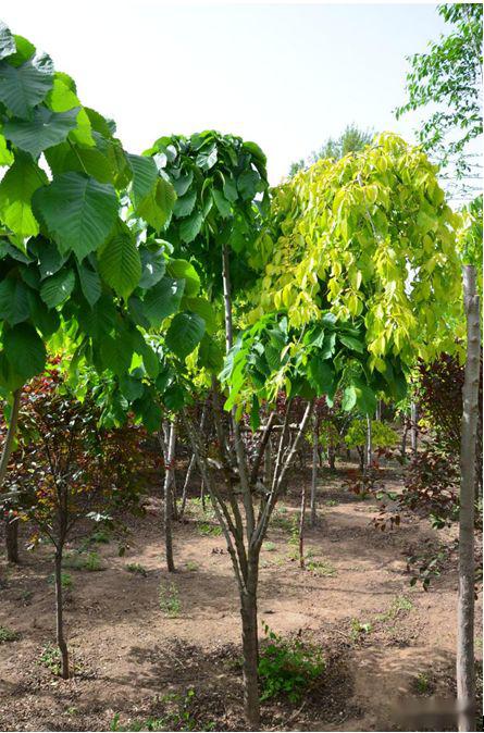忻州花卉植物园,山西原平植物园