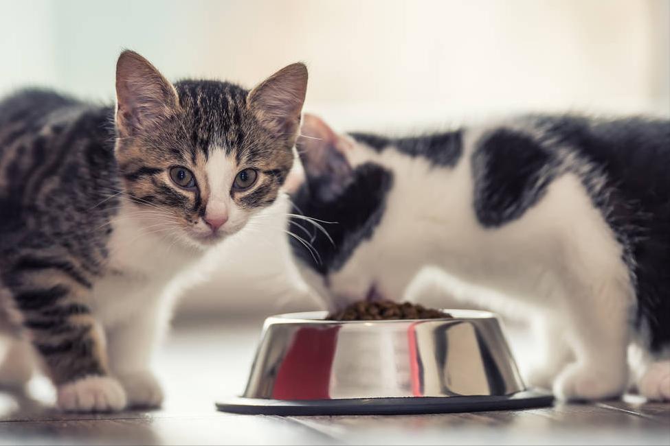 猫咪瘦是什么原因,猫咪太瘦了怎么办