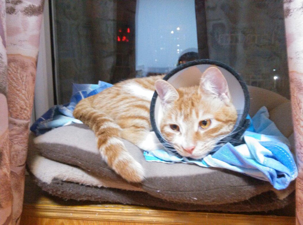 猫咪长猫癣注意事项,猫咪湿疹是缺维生素吗