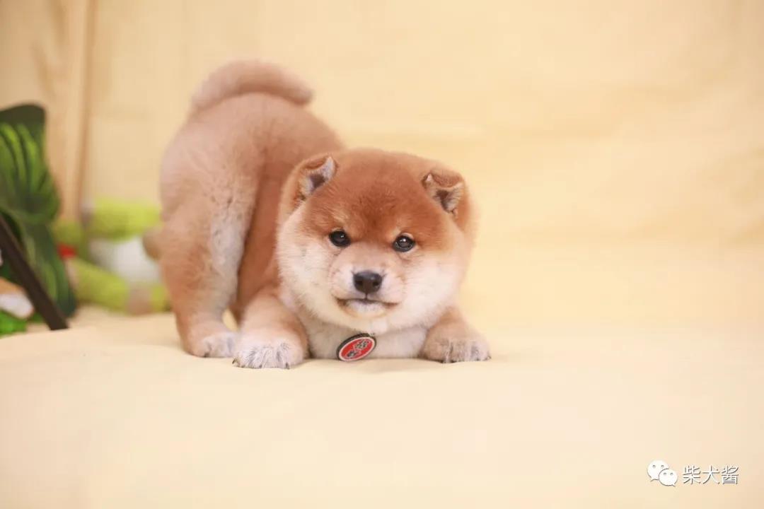 买柴犬如同选盲盒，渠道没有选对当心买到“假狗”