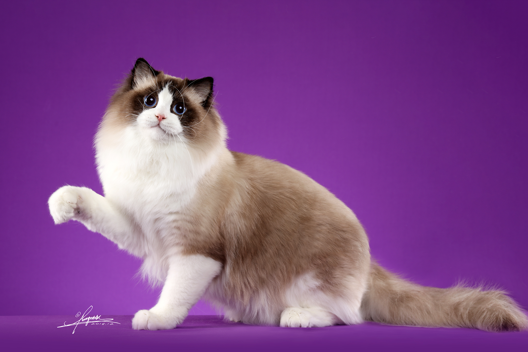 最好看的猫爪杯,猫爪杯好抽吗