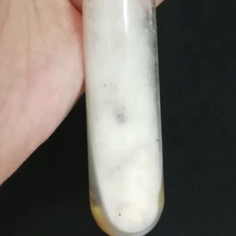 玉米上的黄曲霉菌图片,玉米孢霉菌