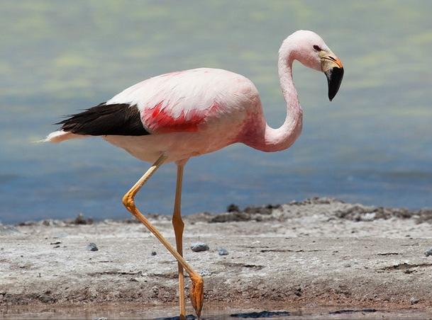 广东常见鸟类图谱图文,广东常见鸟类图谱