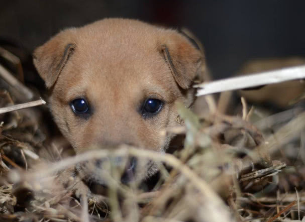 狗翻肠有什么说法,狗翻肠什么意思