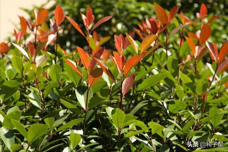 红叶石楠怎么修剪成四方形,高大的红叶石楠用什么修剪