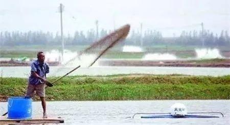 南美白对虾肠道细吃料慢,南美白对虾生长缓慢怎么解决