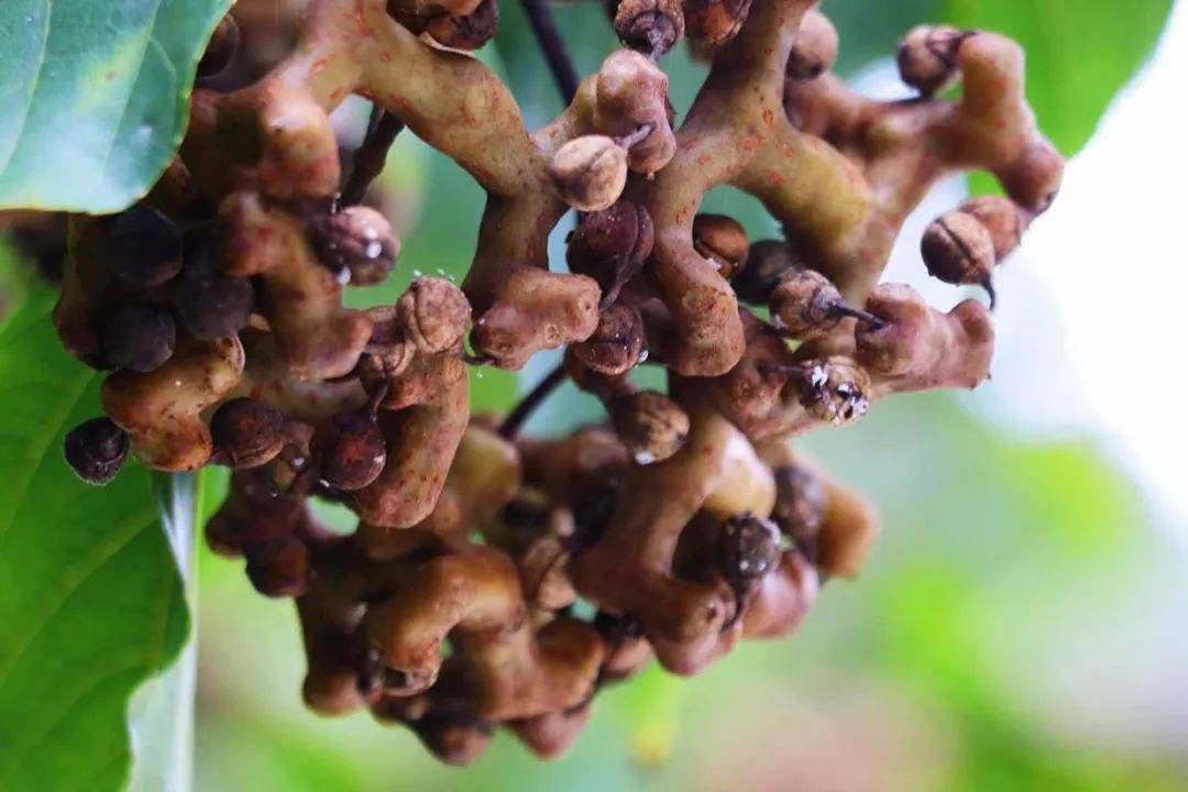 丑陋野果,那些罕见但非常好吃的果子