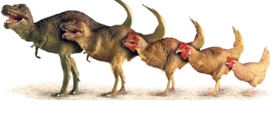 关于鸡的这些冷知识,你都知道吗?