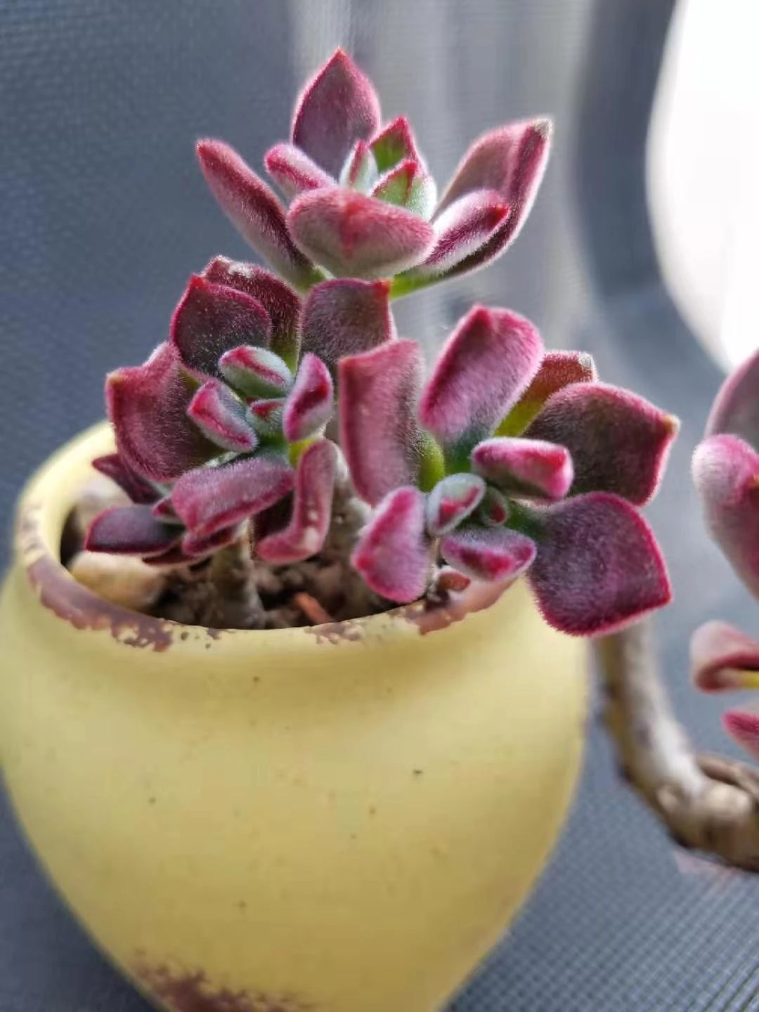 刚买的带盆多肉怎么处理,原盆原土的多肉回来怎么上盆