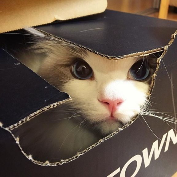 宠物心脏病怎么抢救,狗子心力衰竭怎么办