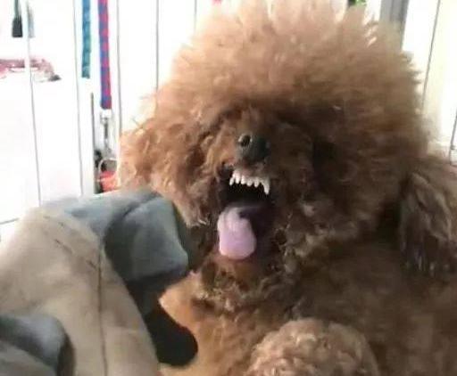 泰迪犬为啥那么讨人厌,泰迪犬为什么会爱咬人