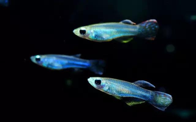 灯鱼草缸造景教程,草缸造景养什么鱼