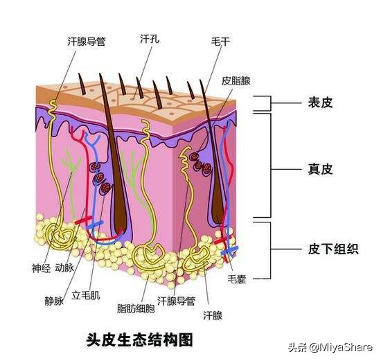 头屑太多了怎么办怎么洗也洗不掉,雪花一样的头屑怎么去除