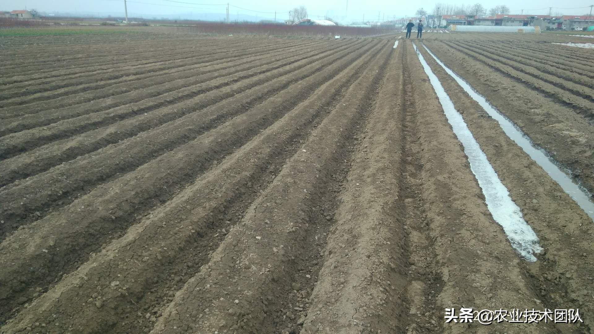 马铃薯种植是单独苗好还是多苗好,种植马铃薯需要打叉吗