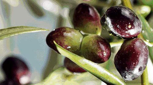 橄榄油美食,橄榄油臻颜精粹