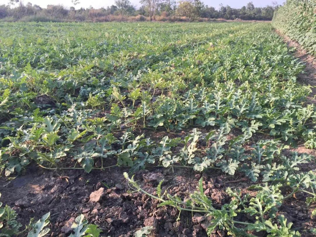 他从老师转行到柬埔寨当“农民”，2次从零开始，如今终见希望