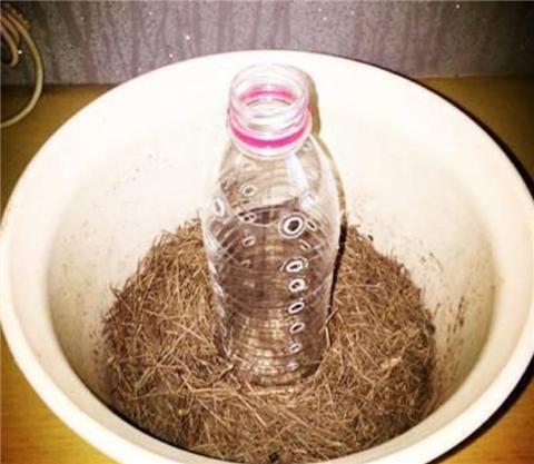 自制绿萝柱不用棕榈皮行吗,自制绿萝爬柱