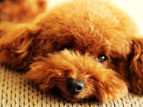 搞笑又可爱的狗子,萌到流鼻血宠物的搞笑可爱瞬间