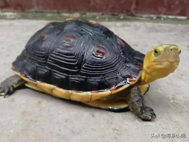 养宠物龟的十大必备理念,宠物龟养什么好
