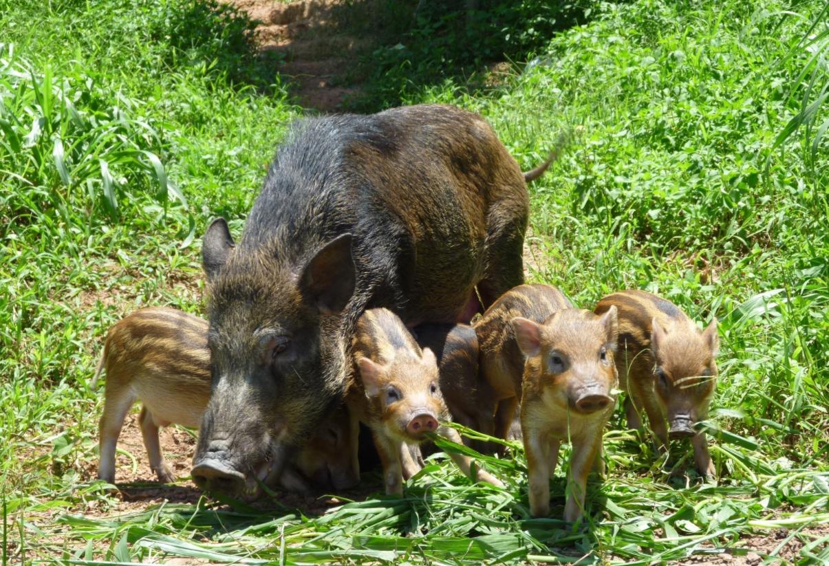 野猪现在泛滥的原因有哪些,野猪泛滥如何控制野猪