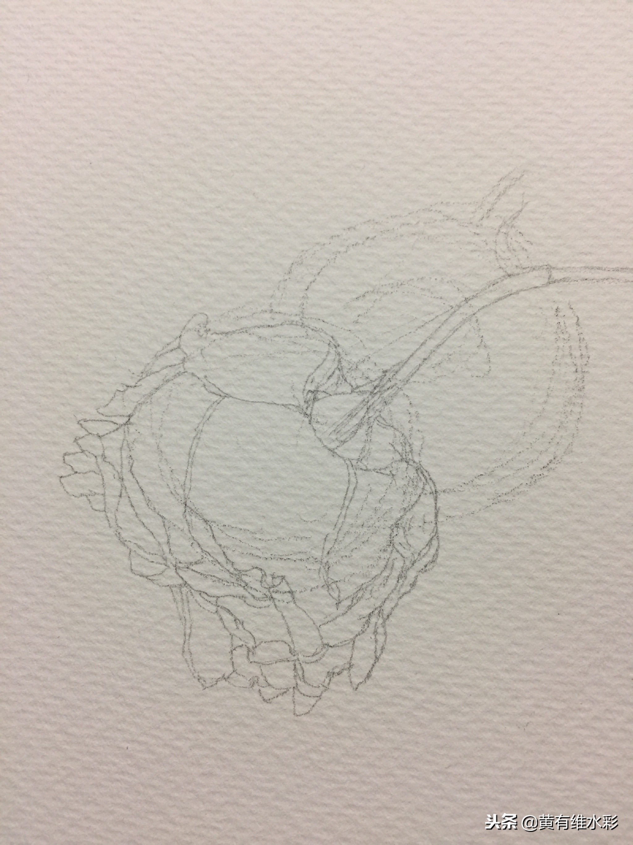 水彩绘画教程简单玫瑰,水彩步骤图花卉