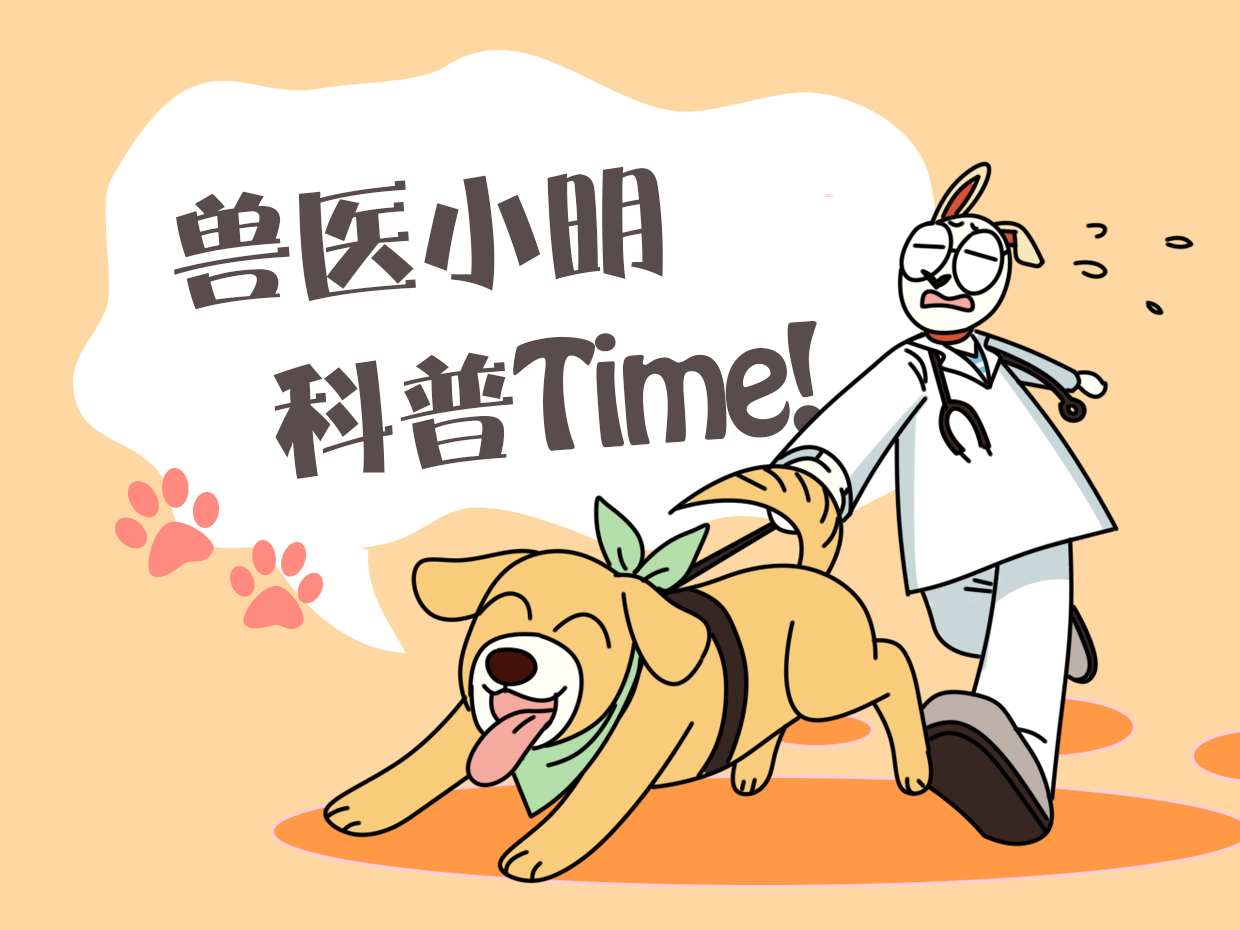 女子发现柯基肚子大了，才意识到被斑点狗祸祸了：友情升级爱情？