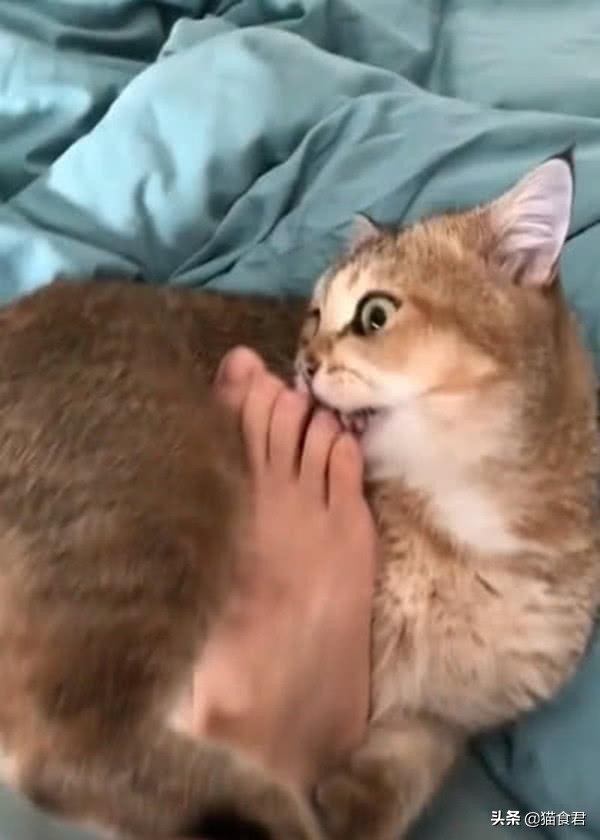 看到猫咪牙酸,猫咪磨牙是什么原因啊