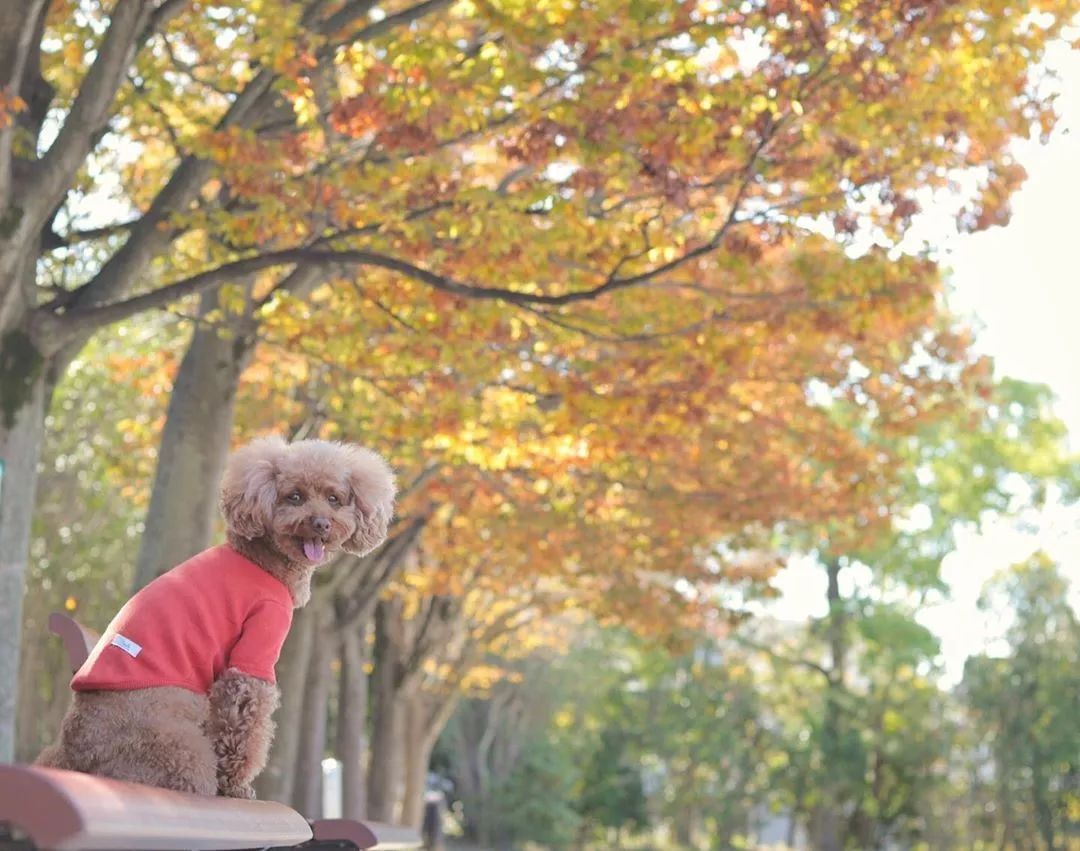 养了这么多狗狗老了都送哪去了,养了这么多年的狗都会心疼