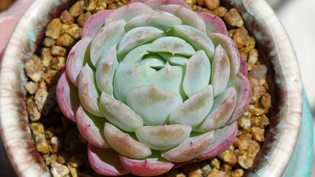 阳台上不要放这四种东西,阳台上不宜放什么植物