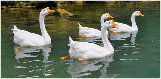 一只蛋鹅的成本和利润,大鹅养殖利润及成本