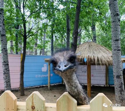 北京遛娃网红打卡地,北京又添一波遛娃新去处
