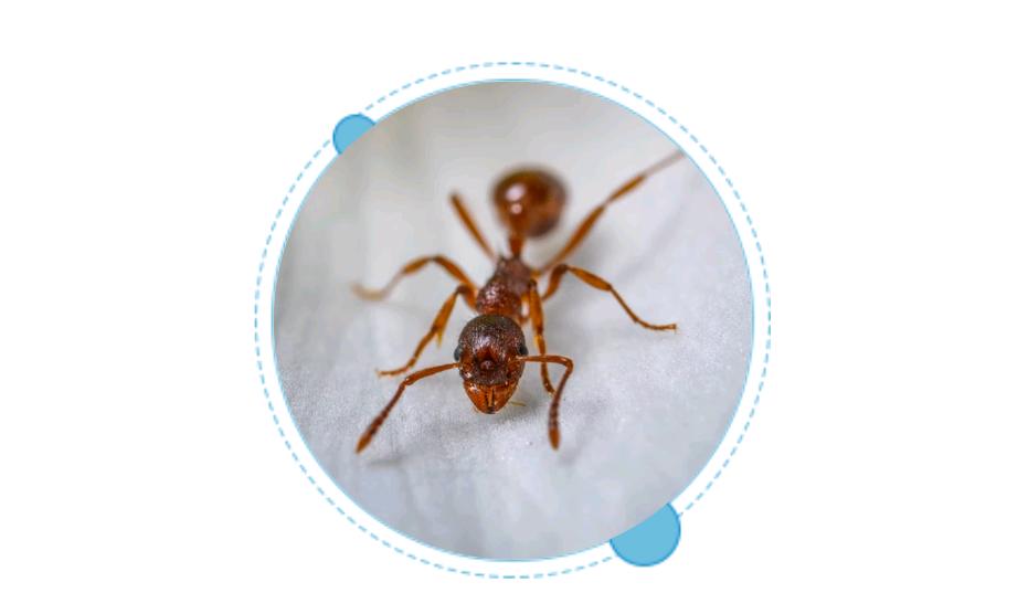 防止毒虫叮咬的最好方法,毒虫叮咬后的救命方法