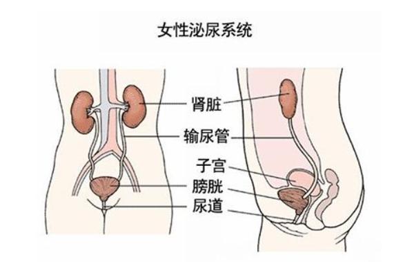 尿频尿急有豆腐渣怎么办,骶管囊肿尿急尿频