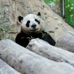 广州长隆野生动物世界的奇幻之旅,番禺长隆野生动物园1天旅游攻略